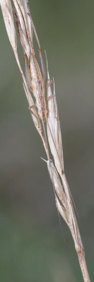 Oecanthus pellucens.