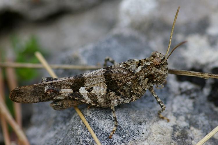 Oedipoda caerulescens.