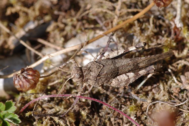 Oedipoda caerulescens.