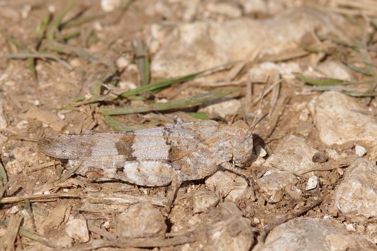 Oedipoda caerulescens.