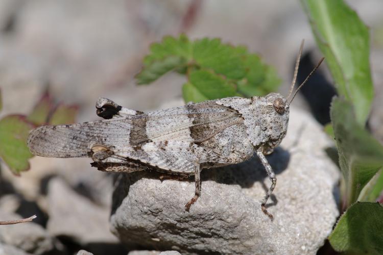 Oedipoda caerulescens.