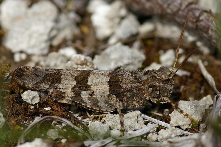 Oedipoda caerulescens.