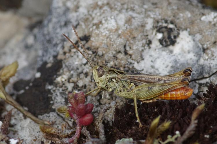 Omocestus haemorrhoidalis.