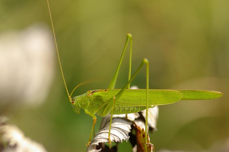 Phaneroptera falcata.