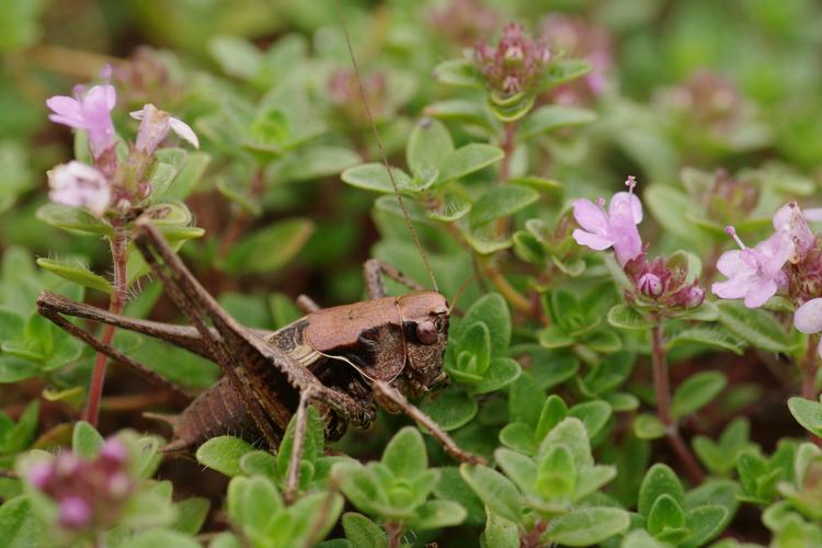 Pholidoptera griseoaptera.