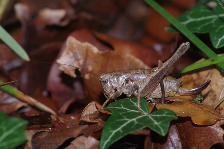 Pholidoptera griseoaptera.