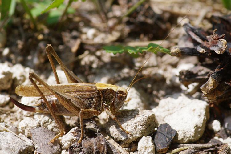 Platycleis albopunctata.