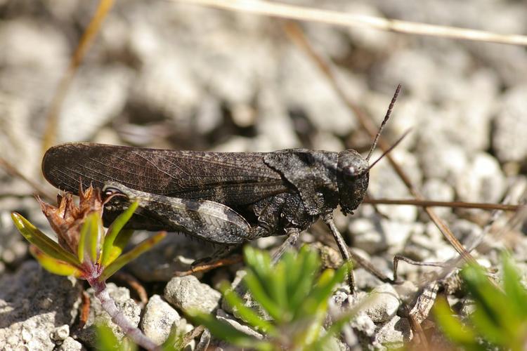 Psophus stridulus.