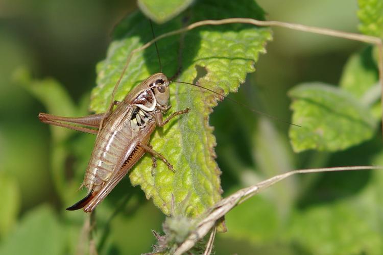 Roeseliana roeselii.