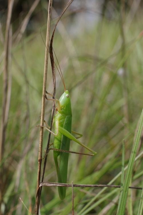 Ruspolia nitidula.