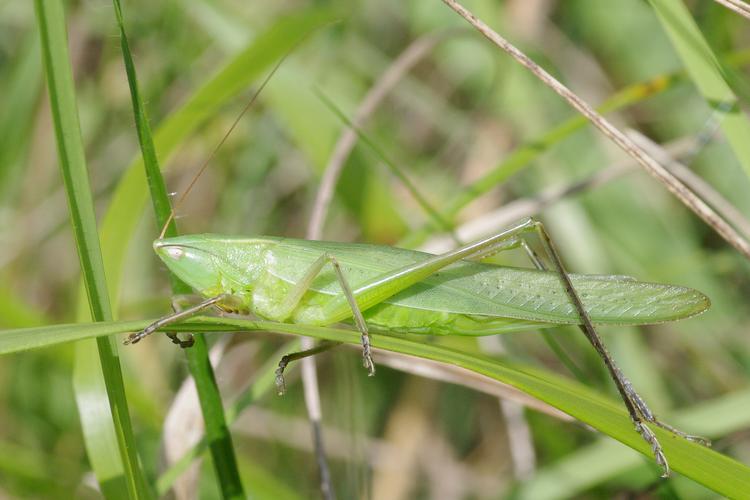 Ruspolia nitidula.