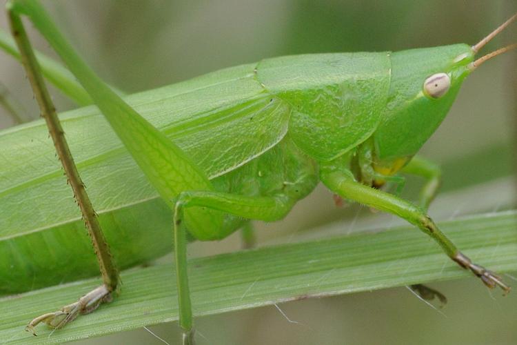 Ruspolia nitidula.