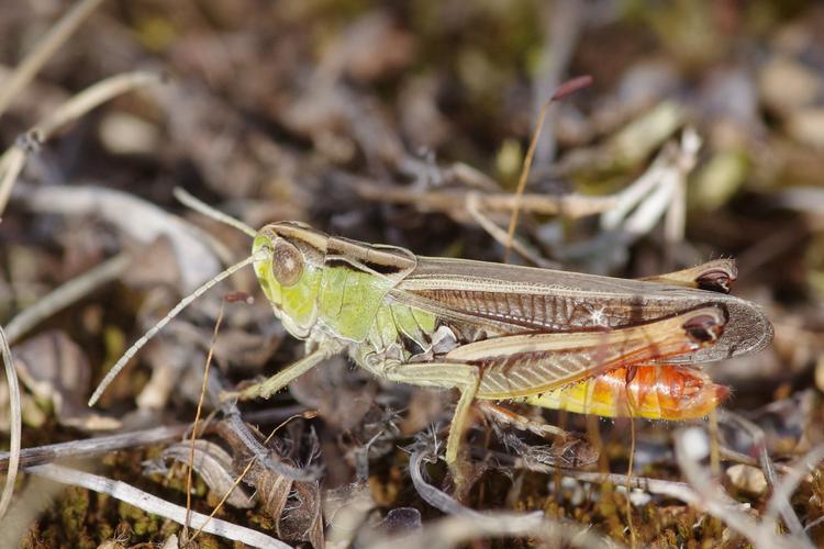 Stenobothrus lineatus.