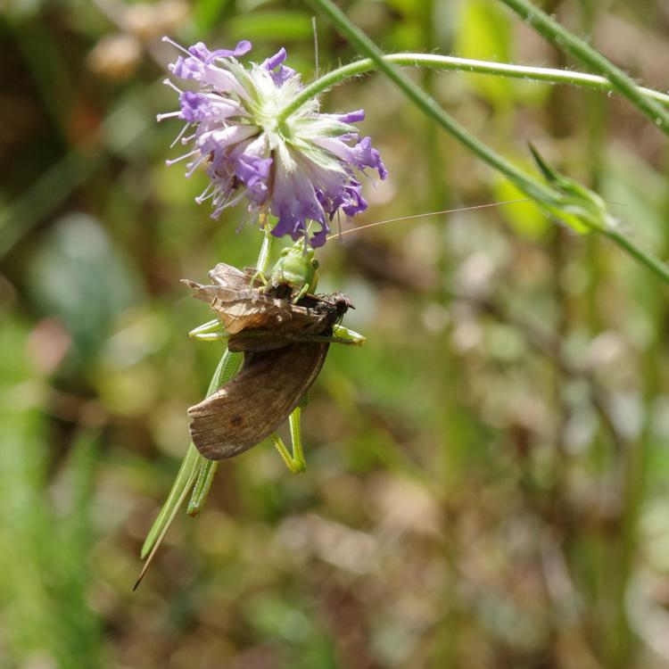 Tettigonia viridissima.