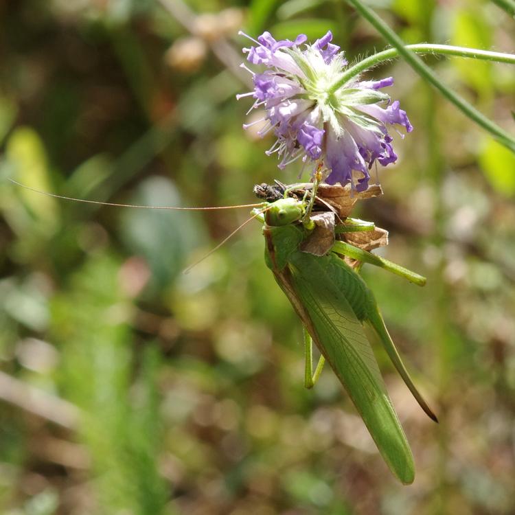 Tettigonia viridissima.