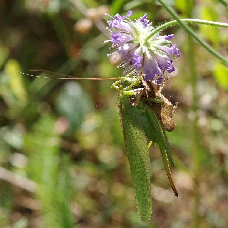 Tettigonia viridissima.