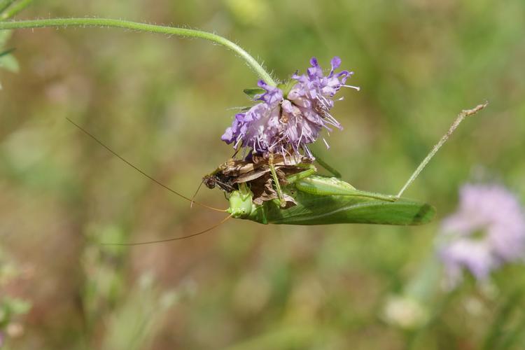 Tettigonia viridissima.