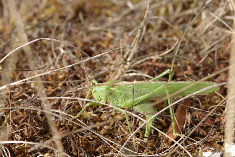 Tettigonia viridissima.