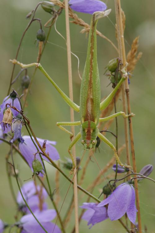 Tettigonia viridissima.