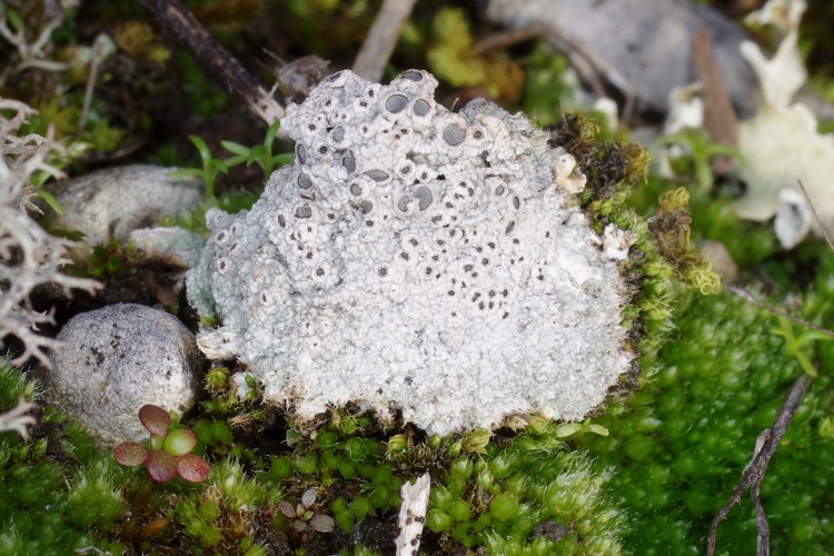 Diplochistes muscorum.