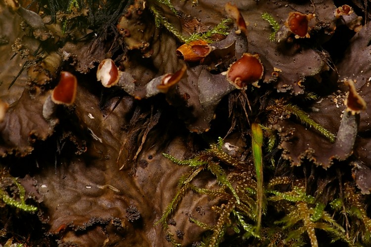 Peltigera praetextata.