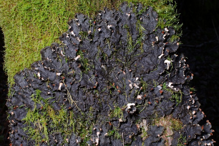 Peltigera praetextata.