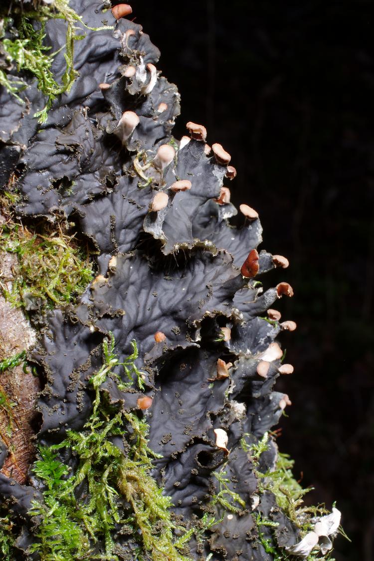 Peltigera praetextata.