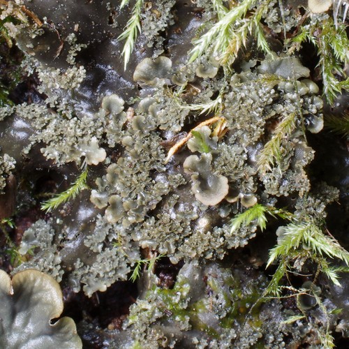 Peltigera praetextata.