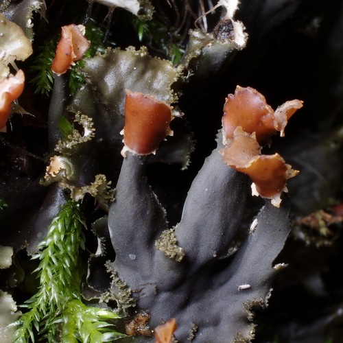 Peltigera praetextata.