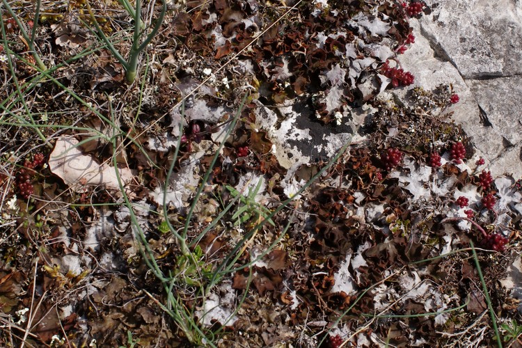 Peltigera rufescens.