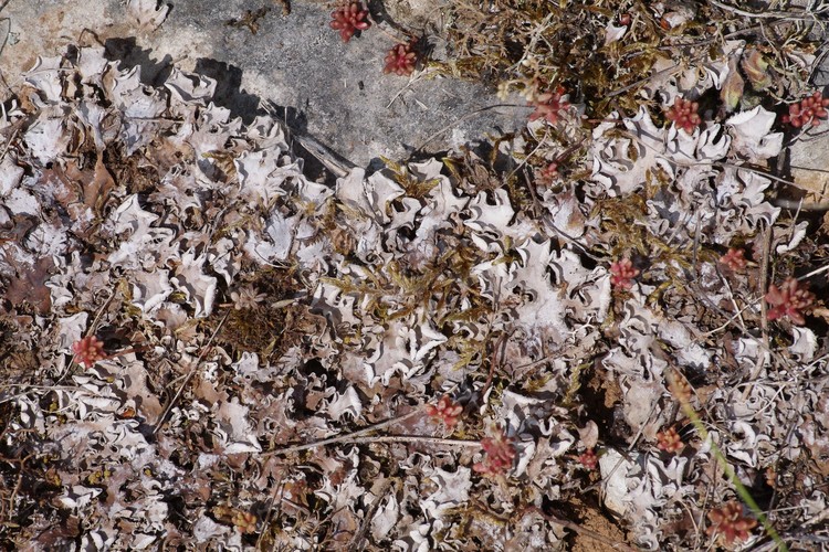 Peltigera rufescens.