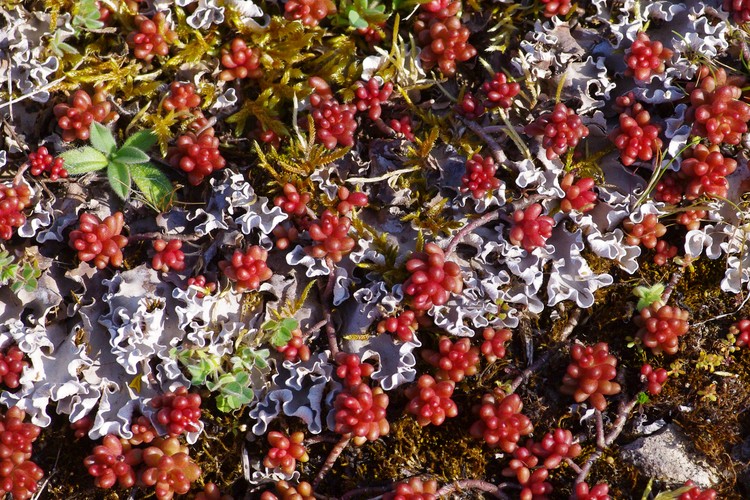 Peltigera rufescens.