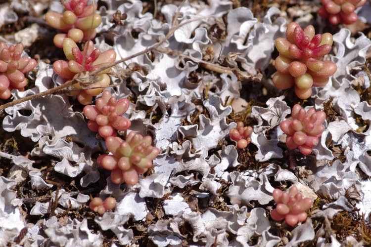 Peltigera rufescens.