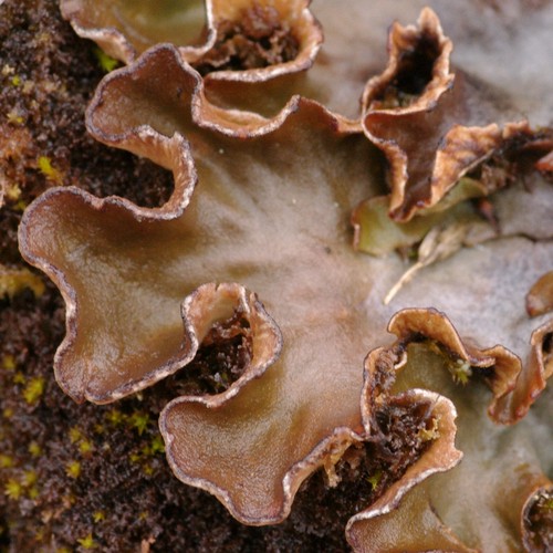 Peltigera rufescens.