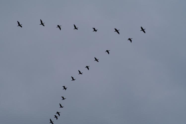 Phalacrocorax carbo.