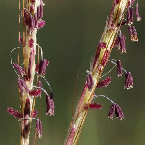 Bothriochloa ischaemum.