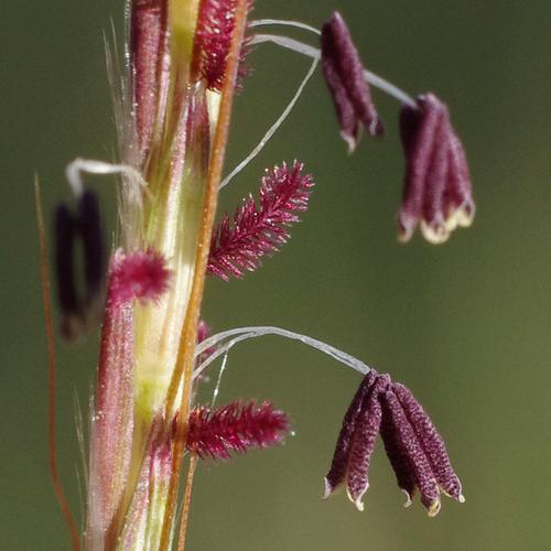 Bothriochloa ischaemum.