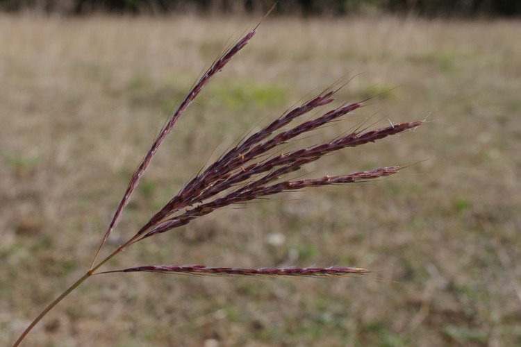 Bothriochloa ischaemum.