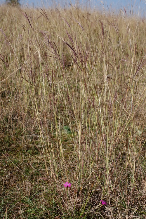 Bothriochloa ischaemum.