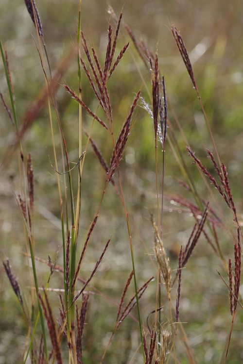 Bothriochloa ischaemum.