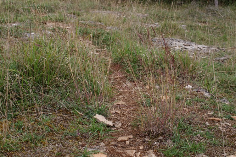 Bothriochloa ischaemum.