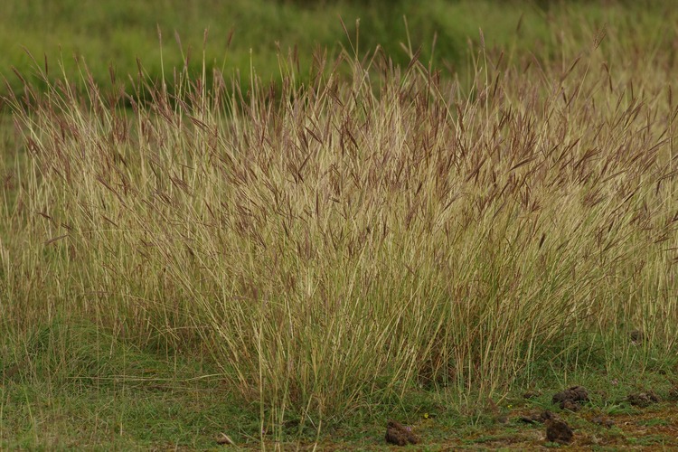 Bothriochloa ischaemum.