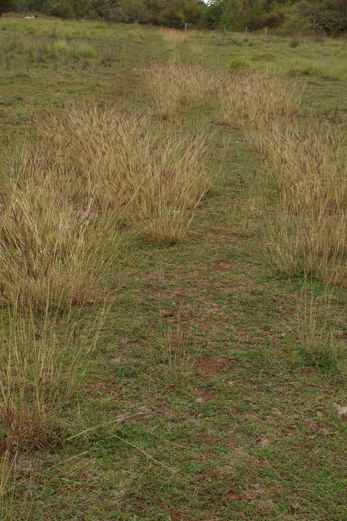 Bothriochloa ischaemum.