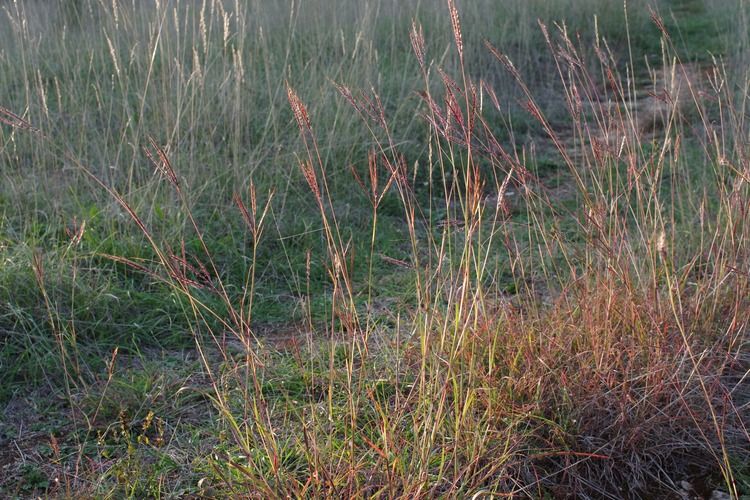 Bothriochloa ischaemum.