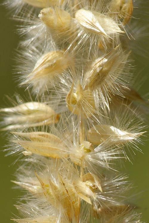 Melica ciliata.