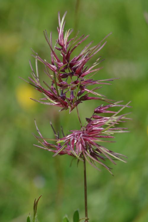 Poa bulbosa.