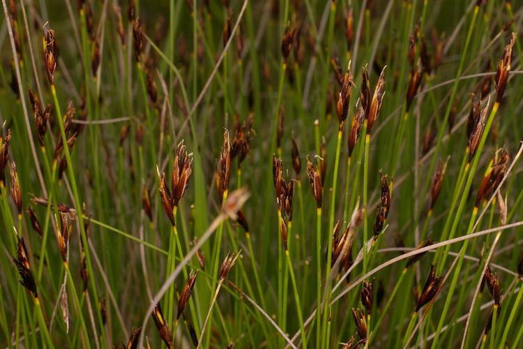 Schoenus ferrugineus.