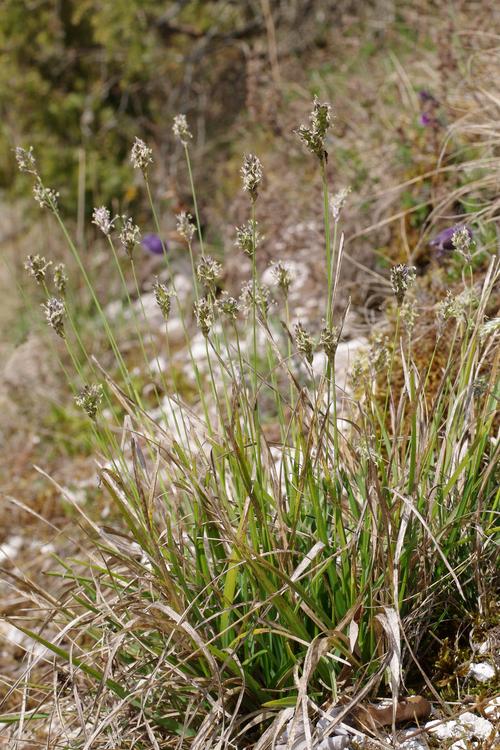 Sesleria caerulea.