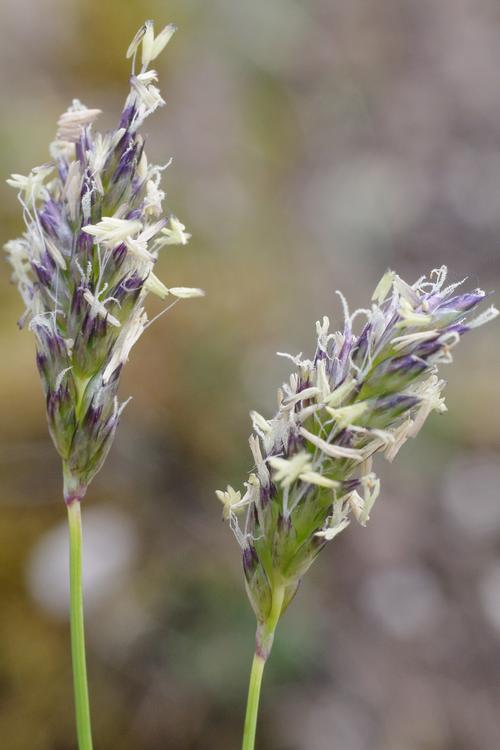 Sesleria caerulea.