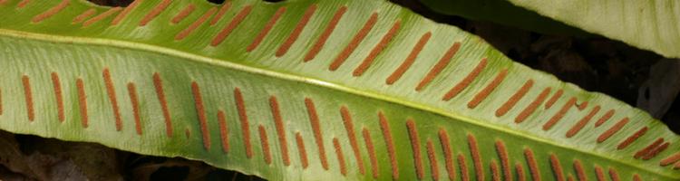 Phyllitis scolopendrium.